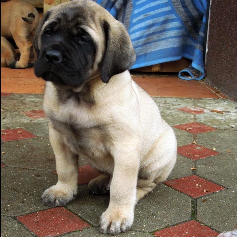 Image of English mastiff posted on 2022-03-13 14:06:50 from Surat